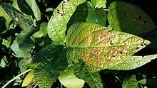 Cercospora Leaf Blight of Soybeans 1.jpg