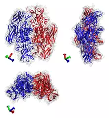 Coagulation factor XIII 1EVU.png