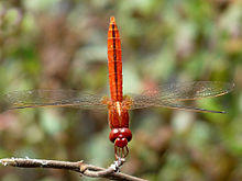 Crocothemis servilia male by kadavoor.jpg