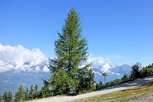 L'A de Bran, (1798 m) Val d'Anniviers. Europese larix (Larix decidua) 01.JPG