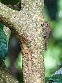Least (or Plain) Pygmy Squirrel (13970675170).jpg