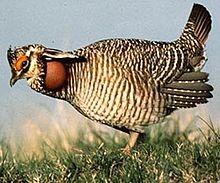 LesserPrairieChicken.JPG