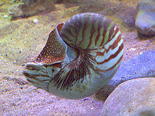 Nautilus pompilius.jpg