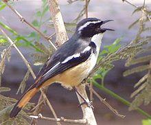 White-throated Robin-Chat (Cossypha humeralis).jpg