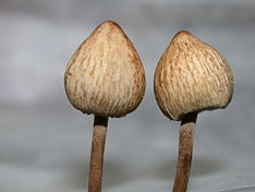 Panaeolus papilionaceus var. parvisporus.jpg