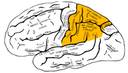 Gray726 parietal lobe.png