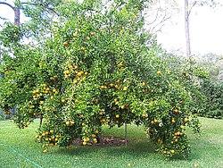 Ponkan tree in Florida.jpg