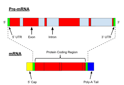 Pre-mRNA is spliced to form of mature mRNA.