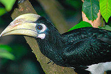 Anthracoceros albirostris convexus1.jpg