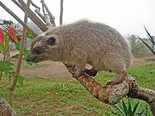 Beecroft'sTreeHyrax.JPG