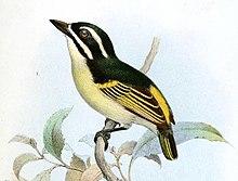 Catalogue of the Birds in the British Museum (1891 - 1891) (20584919441), Barbatula chrysopyga.jpg