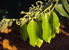 Hopea parviflora.jpg