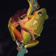 Hyperolius tuberilinguis.jpg