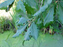 Quercus canariensis leaves.jpg