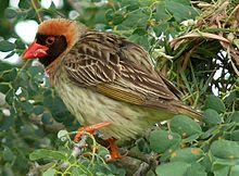 Red-billed Quelea (Quelea quelea) (6040990915).jpg