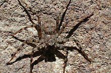 Selenops sp. (Marshal Hedin).jpg