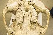 Mammoth skull from below