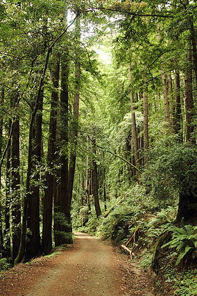 Butano State Park - Olmo Fire Road.jpg