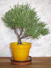 Thymus bonsai.jpg