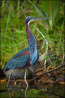 Agami Heron (Agamia agami).jpg