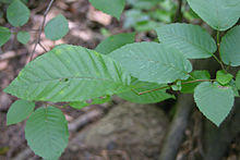 American Hornbeam Leaves 600.jpg