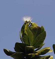 Barringtonia asiatica Md Sharif Hossain Sourav.jpg