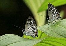 Broad spark Neora NP Samsing North West Bengal (5003624570).jpg