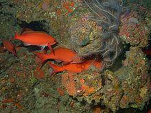 Creole fish and crinoids.jpg