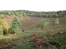 Devil's Punch Bowl, Hindhead Common - geograph.org.uk - 1562464.jpg