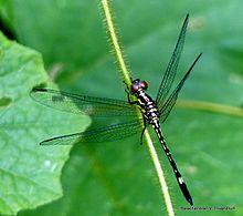 Hylaeothemis indica by Bala Chandran.jpg