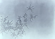 Rhodococcus species.jpg