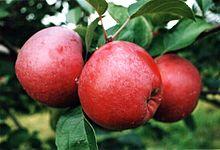 Spartan apple.jpg