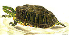 Trachemys scripta elegans (Wied) (1865) by Karl Bodmer.jpg