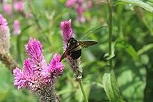 Xylocopa Latreille.jpg