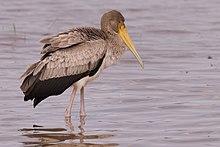 Yellow-billed Stork (juvenile) (28171748992).jpg