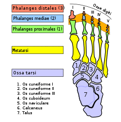 Articulationes interphalangeae pedis-la.svg