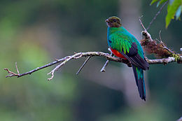 Pharomachrus auriceps, Golden-headed Quetzal.jpg