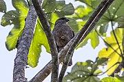 Ridgeway's Hawk (Buteo ridgwayi) (8082820954).jpg