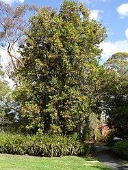 Stenocarpus sinuatus.jpg