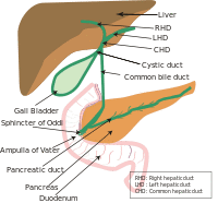 Biliary system new.svg