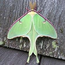 Actias luna-male.jpg