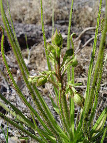 Drosophyllum lusitanicum a.JPG