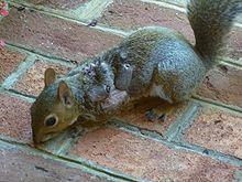 Eastern Gray Squirrel suffering from warbles.jpg