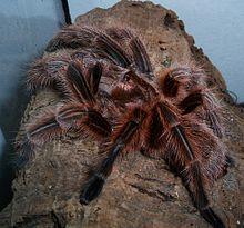 Grammostola rosea adult weiblich.jpg