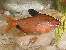 Hyphessobrycon eques.jpg