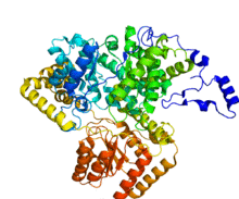 Protein MUT PDB 2XIJ.png