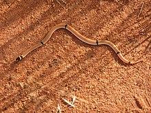 Pseudonaja modesta 01 - Christopher Watson.jpg