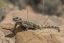 Roughtail rock agama (Stellagama stellio brachydactyla).jpg