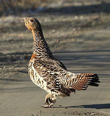 Tetrao urogallus - Eurasian Capercaille - Tjäder.jpg