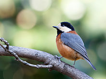 Varied tit at Tennōji Park in Osaka, January 2016.jpg